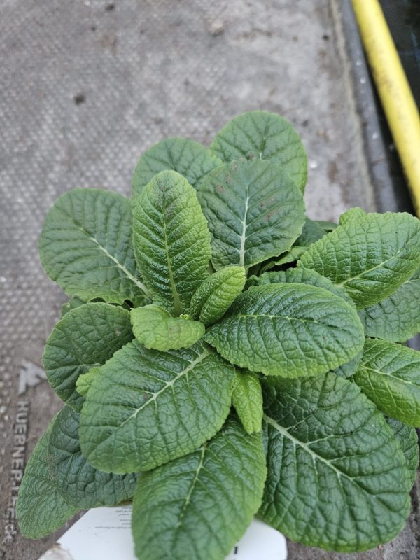 Primula Belarina 'Lively Lilac'5 Primula Belarina 'Lively Lilac'