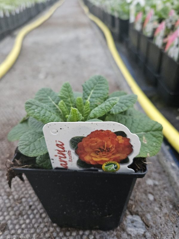 Primula Belarina 'Nectarine'3 Primula Belarina 'Nectarine'