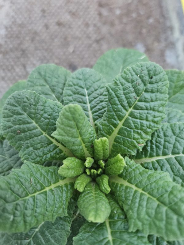 Primula Belarina 'Nectarine'4 Primula Belarina 'Nectarine'