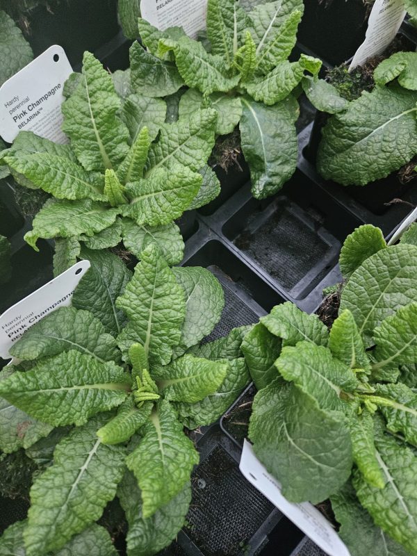 Primula Belarina 'Pink Champagne'2 Primula Belarina 'Pink Champagne'