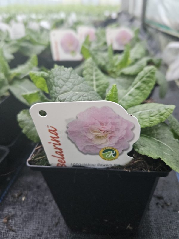 Primula Belarina 'Pink Champagne'4 Primula Belarina 'Pink Champagne'