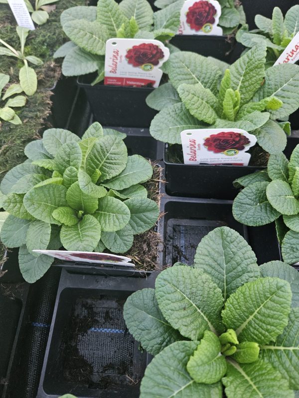 Primula Belarina 'Valentine'2 Primula Belarina 'Valentine'