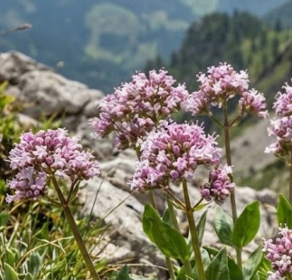 Valeriana montana