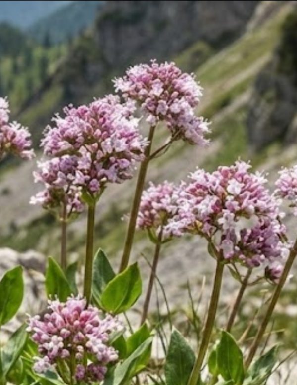 Valeriana montana
