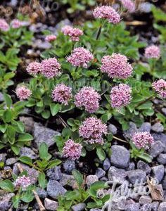 Valeriana montana