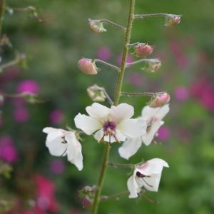 Verbascum blattaria f.albiflora