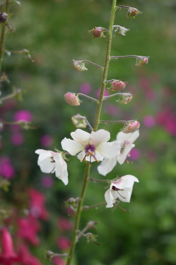 Verbascum blattaria f.albiflora