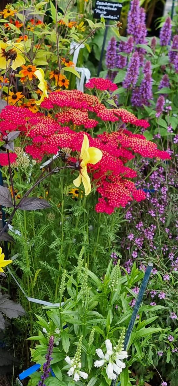 Achillea millefolium 'New Vintage Red'3 Achillea millefolium 'New Vintage Red'