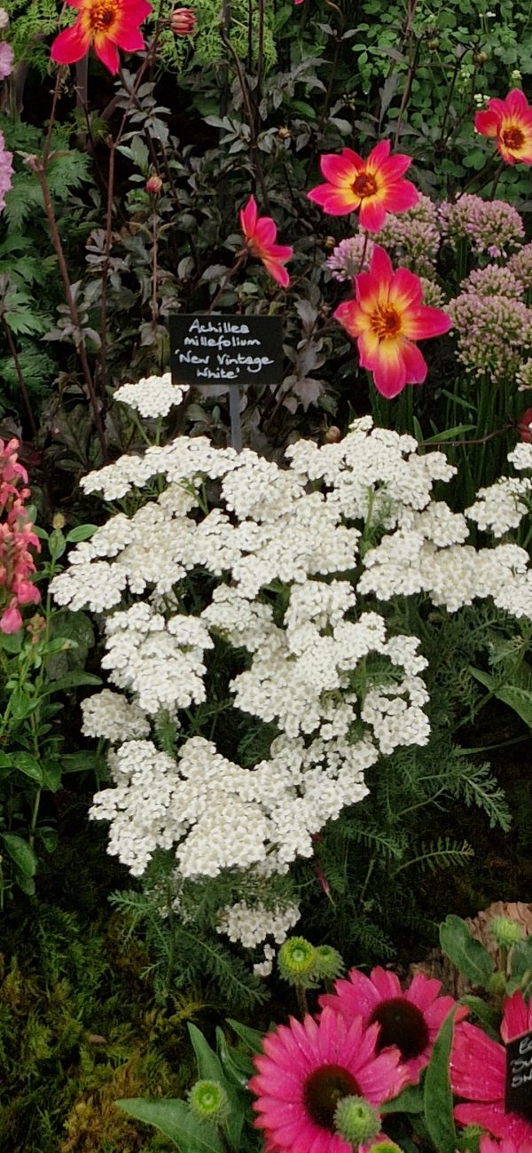 Achillea millefolium 'New Vintage White'3 Achillea millefolium 'New Vintage White'