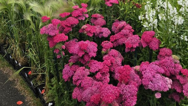 Achillea millefolium 'Saucy Seduction'3 Achillea millefolium 'Saucy Seduction'