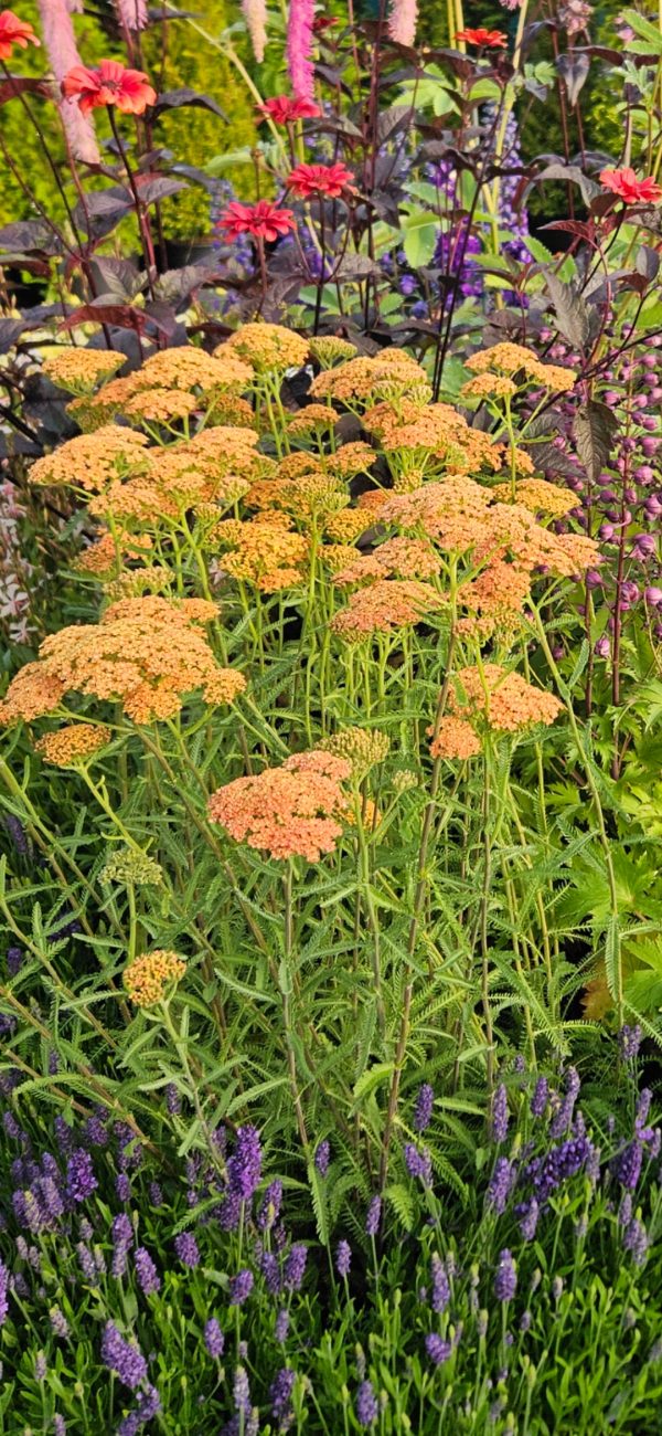 Achillea millefolium 'Terracotta'2 Achillea millefolium 'Terracotta'