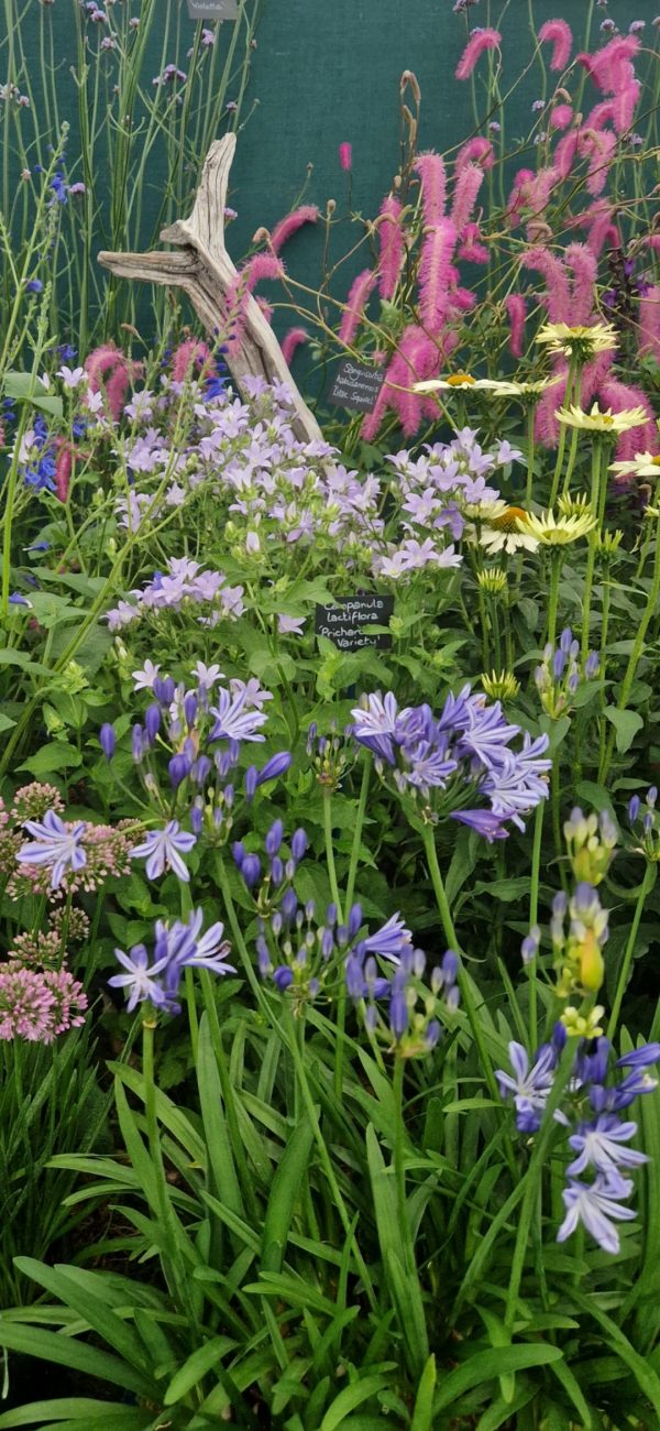 Agapanthus 'Charlotte'2 Agapanthus 'Charlotte'