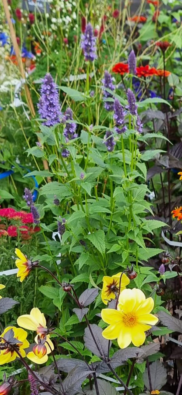 Agastache 'Blackadder'3 Agastache 'Blackadder'