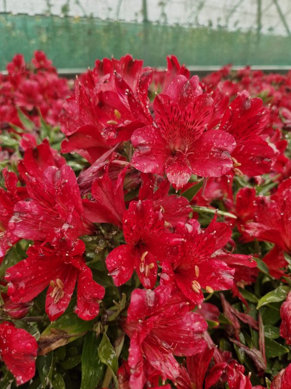 Alstroemeria Inticancha 'Red'