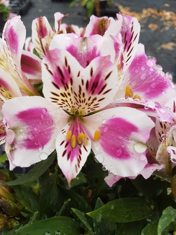 Alstroemeria Inticancha 'White Pink Blush'
