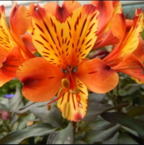 Alstroemeria Summer Paradise Collection 'Indian Summer'2 Alstroemeria Summer Paradise Collection 'Indian Summer'