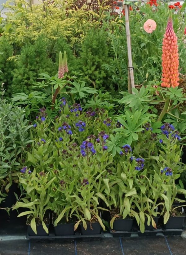Anchusa azurea 'Loddon Royalist'2 Anchusa azurea 'Loddon Royalist'