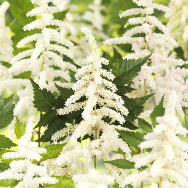 Astilbe 'Deutschland' Astilbe 'Deutschland'