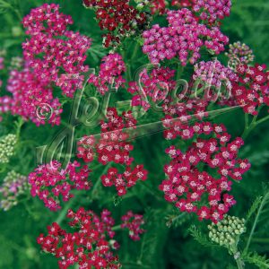 Achillea millefolium 'Cassis'