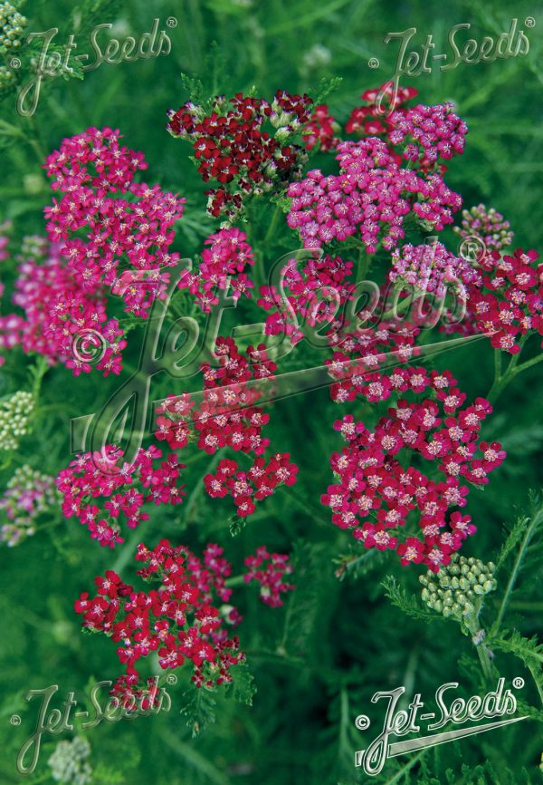 Achillea millefolium 'Cassis' Achillea millefolium 'Cassis'