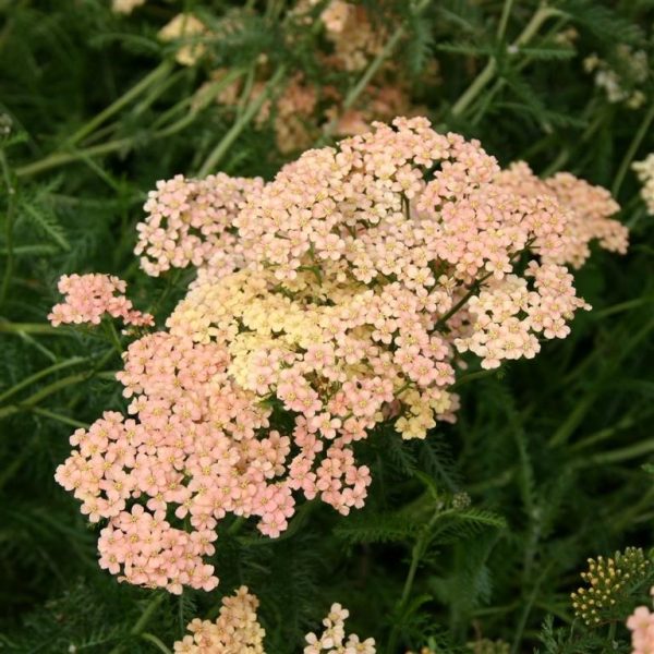 Achillea millefolium 'Salmon Beauty' Achillea millefolium 'Salmon Beauty'
