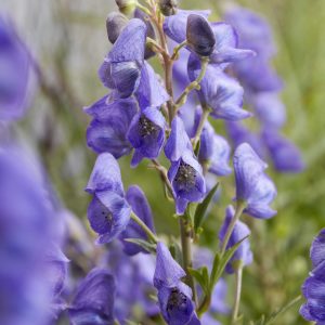 Aconitum carmichaelii 'Pershore Abbey'
