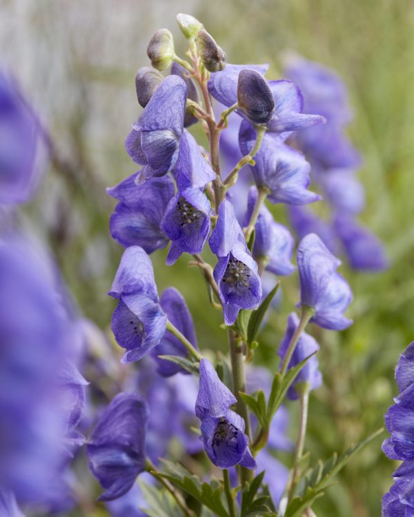 Aconitum carmichaelii 'Pershore Abbey'
