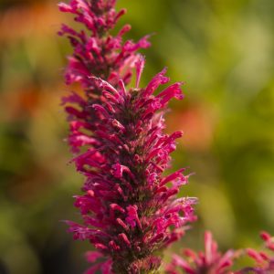 Agastache 'Morello'