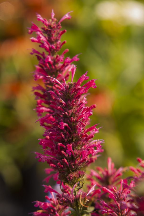 Agastache 'Morello' Agastache 'Morello'