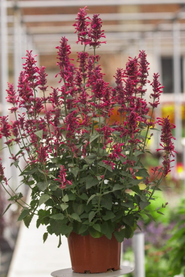 Agastache 'Morello'2 Agastache 'Morello'