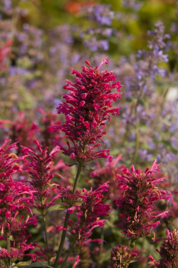 Agastache 'Morello'3 Agastache 'Morello'