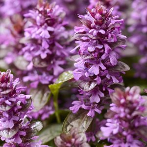 Ajuga reptans 'Midnight Mystery'