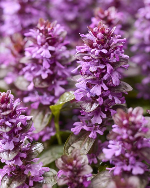 Ajuga Midnight Mystery Ajuga reptans 'Midnight Mystery'