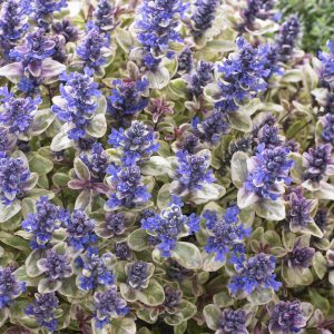 Ajuga tenorii 'Princess Nadia'