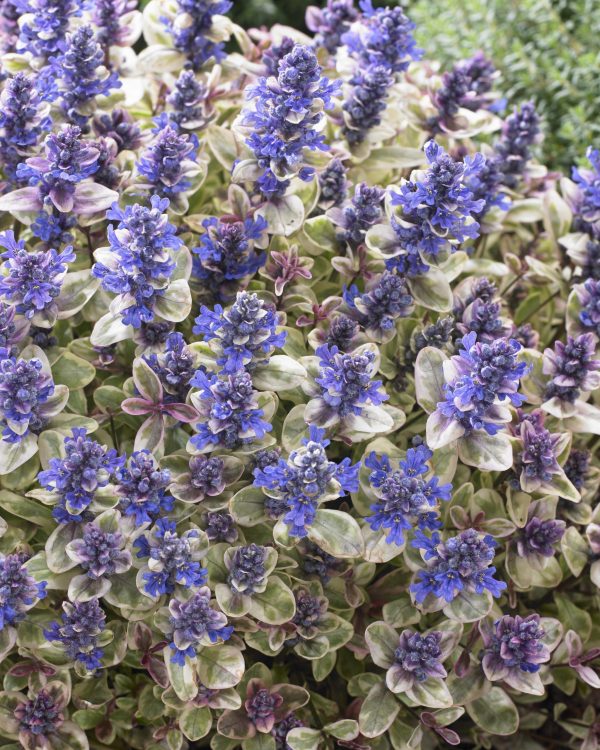 Ajuga Steenland 1 Ajuga tenorii 'Princess Nadia'