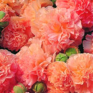 Alcea 'Chaters Double Apricot'