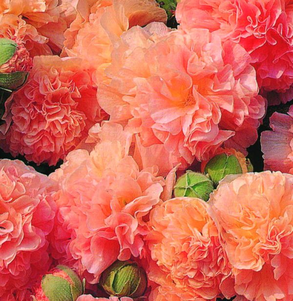 Alcea 'Chaters Double Apricot' Alcea 'Chaters Double Apricot'
