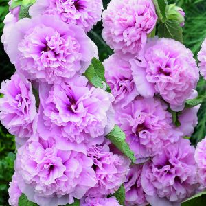 Alcea 'Chaters Double Pink'