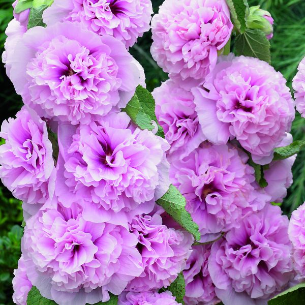 Alcea rosea Appleblossom Alcea 'Chaters Double Pink'