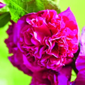 Alcea 'Chaters Double 'Violet'