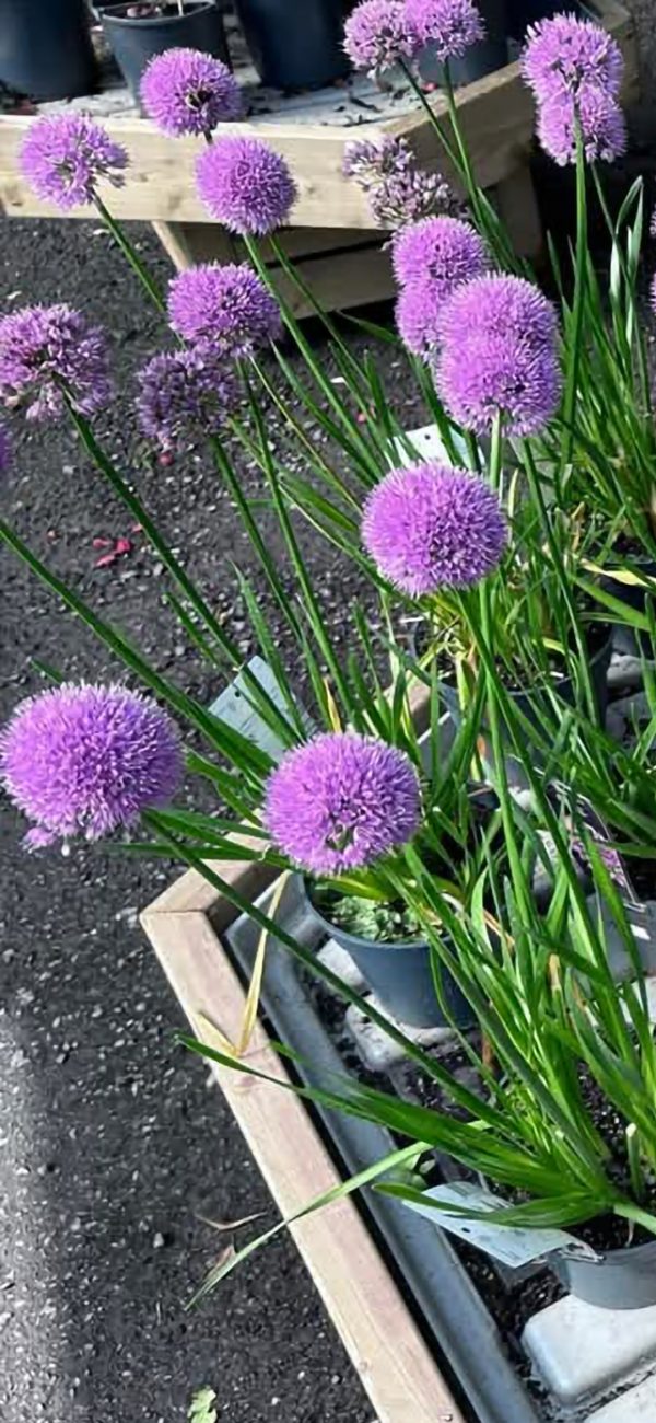 Allium hollandicum 'Millennium'