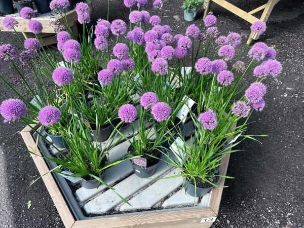 Allium hollandicum 'Millennium'