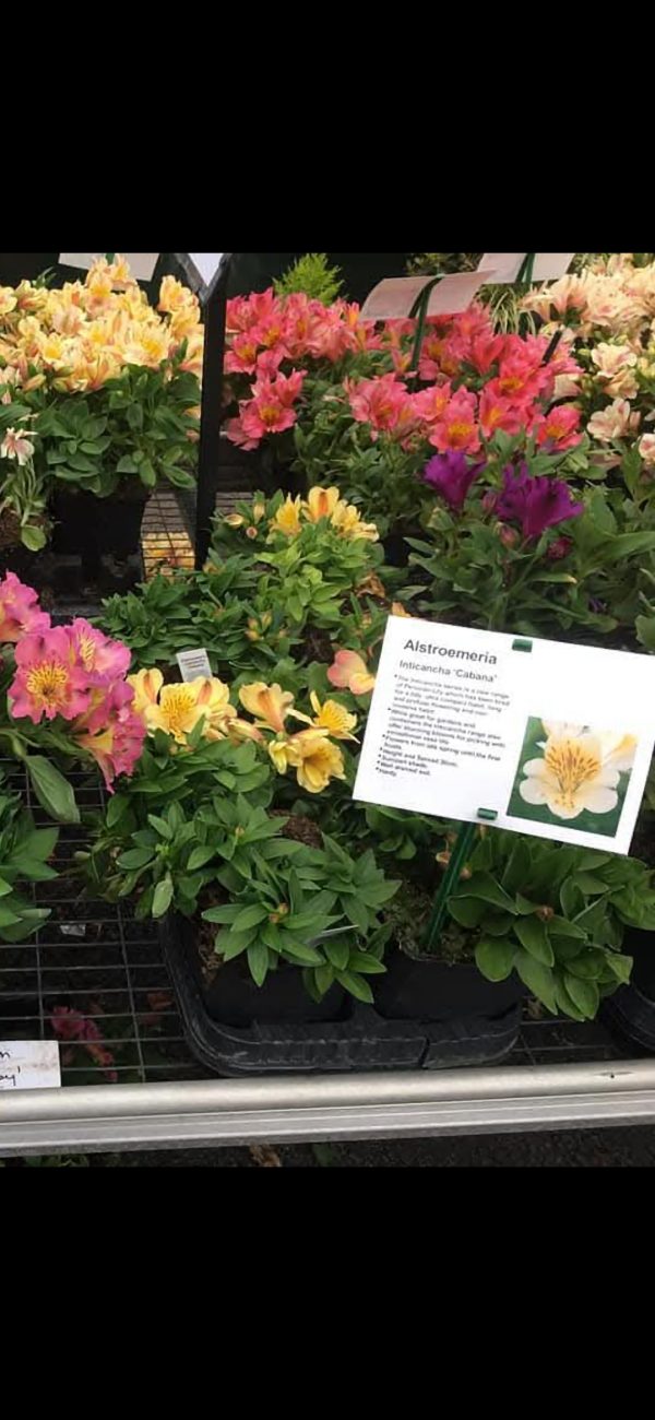 Alstroemeria Inticancha 'Cabana' Alstroemeria Inticancha 'Cabana'