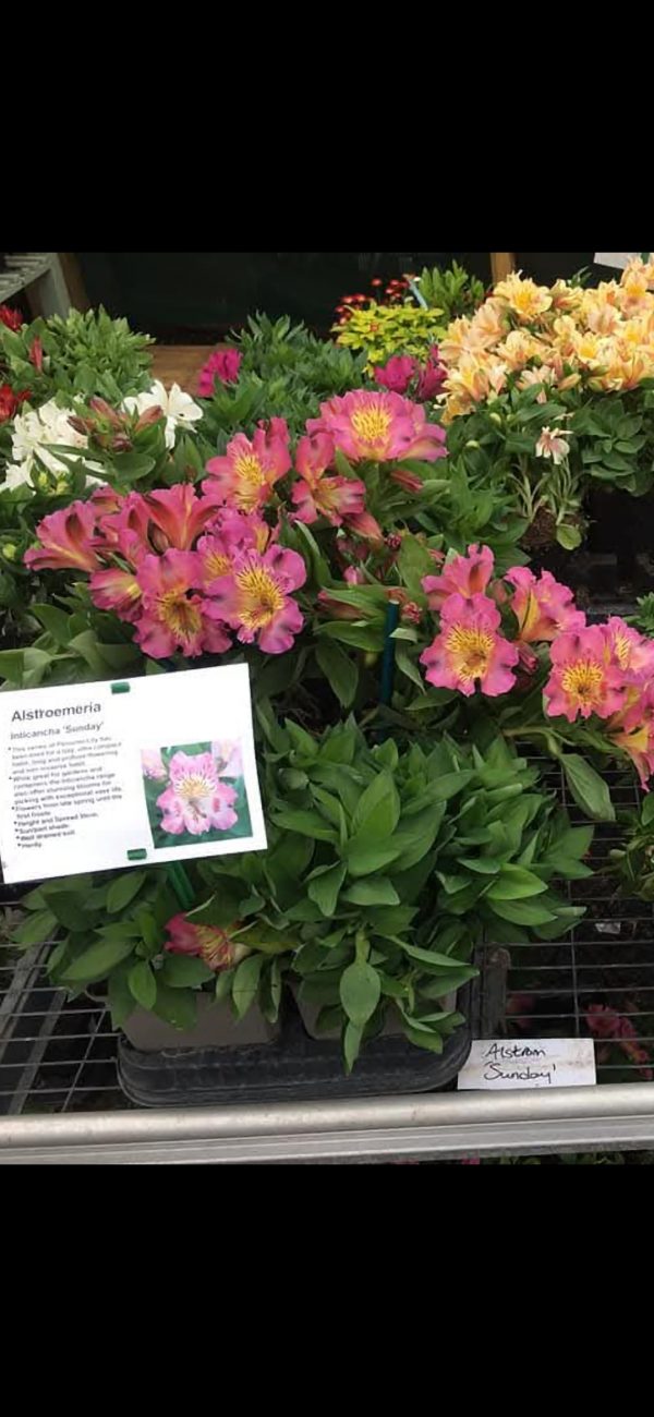 Alstroemeria Inticancha 'Sunday' Alstroemeria Inticancha 'Sunday'