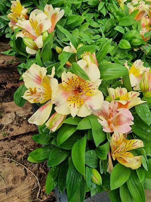 Alstroemeria 'Little Miss Christina'2 Alstroemeria 'Little Miss Christina'