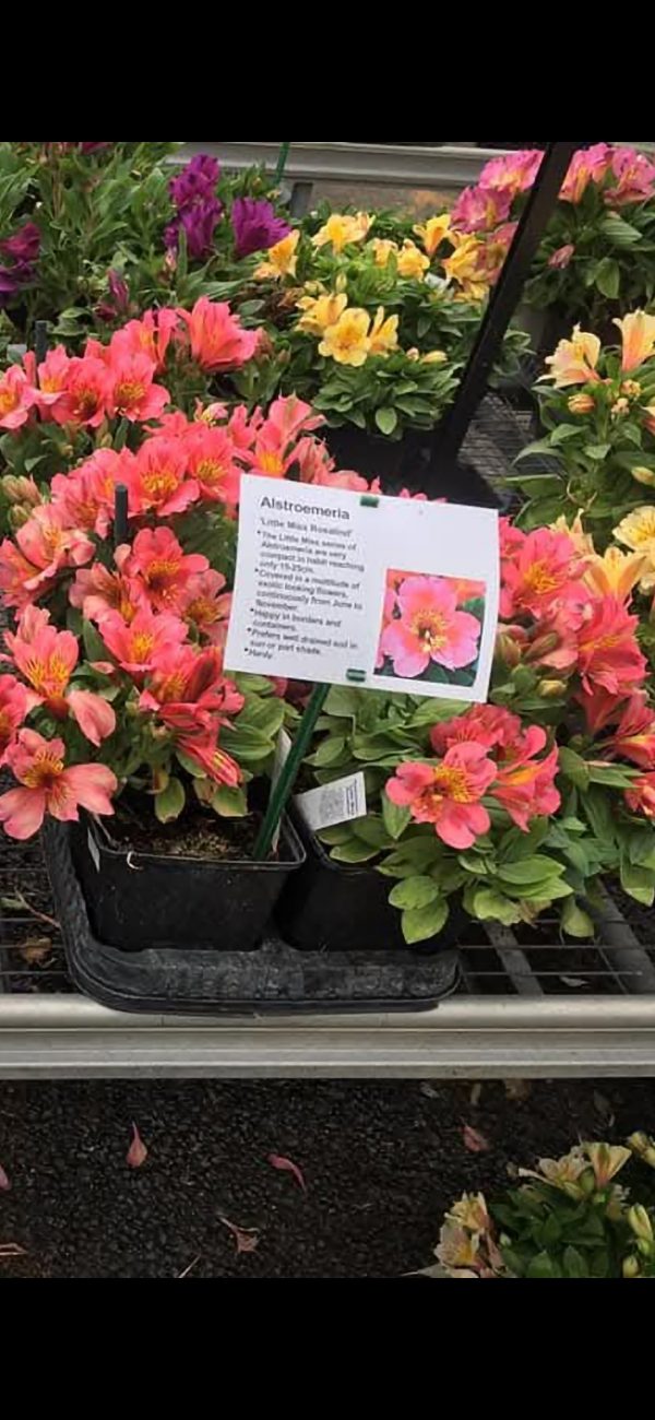 Alstroemeria 'Little Miss Rosalind' Alstroemeria 'Little Miss Rosalind'