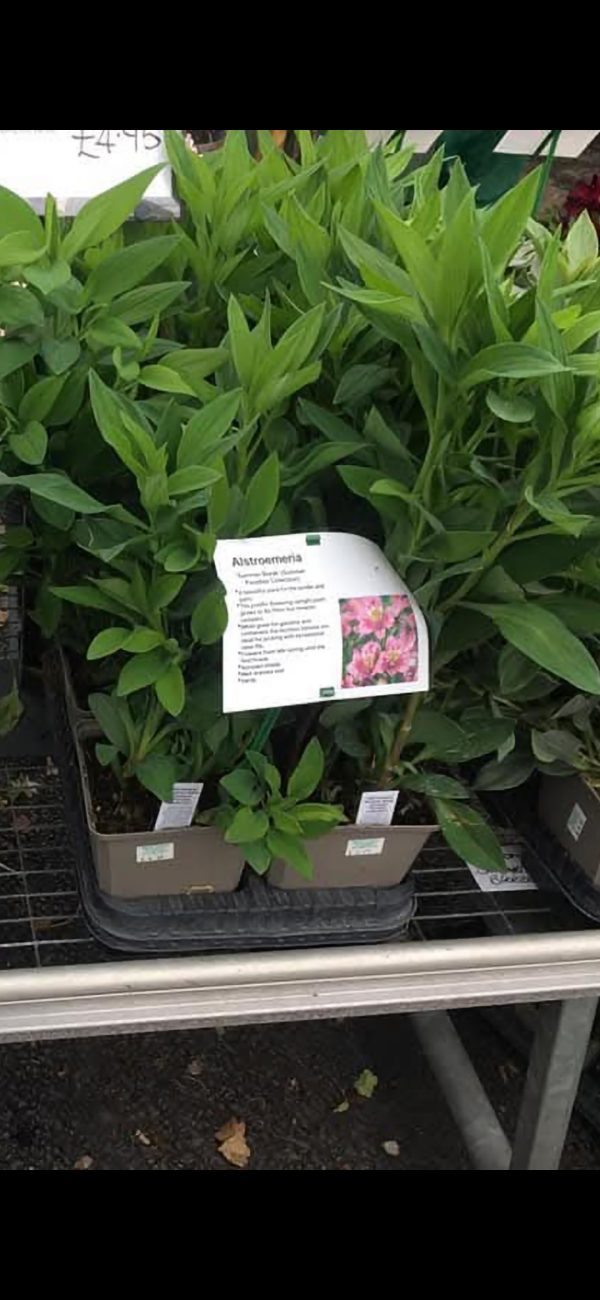 Alstroemeria Summer Paradise Collection 'Summer Break' Alstroemeria Summer Paradise Collection 'Summer Break'