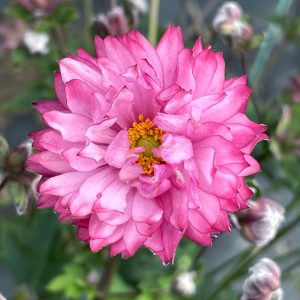 Anemone PUFF 'Pink'