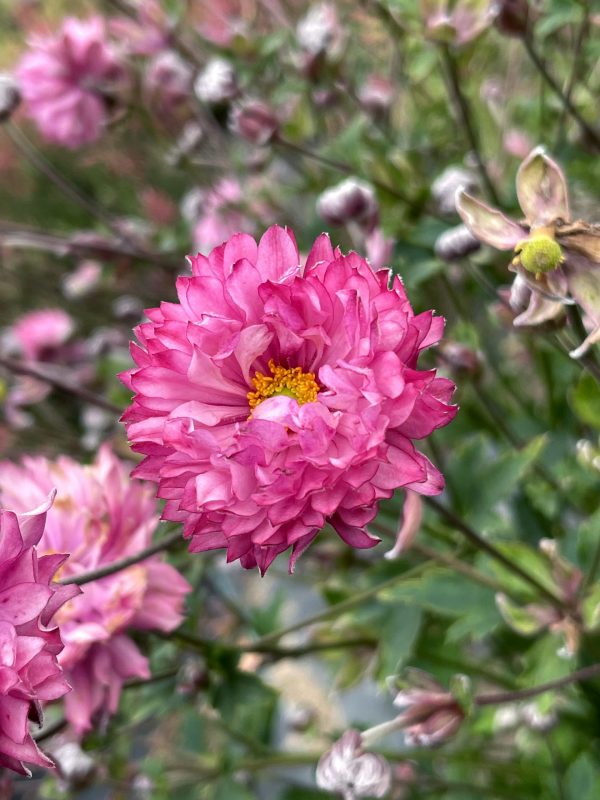 Anemone PUFF 'Pink' 3 Anemone PUFF 'Pink'