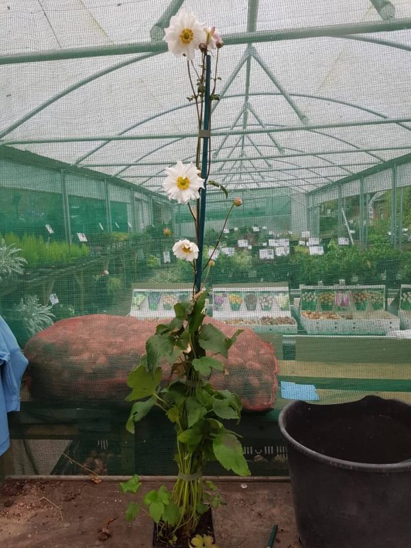 Anemone 'Snow Angel' Anemone 'Snow Angel'